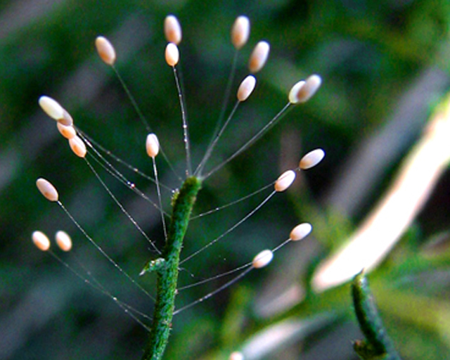 The mechanical properties of the green lacewing egg stalks are so remarkable that researchers would like to replicate them in technical fibers. 