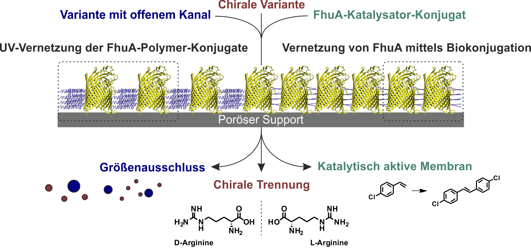  Schematische Darstellungen der verwendeten Herstellungsvarianten biohybrider Membranen.